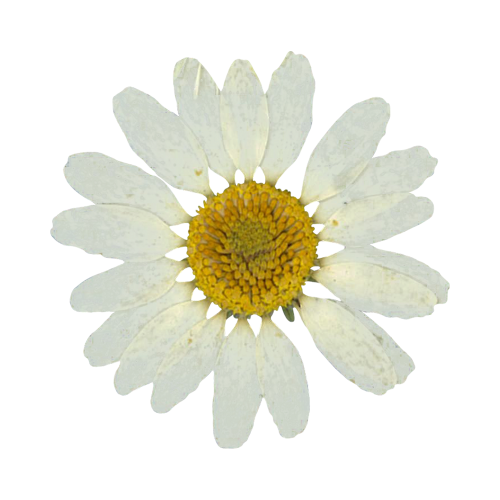 Seasonal Flower Notes