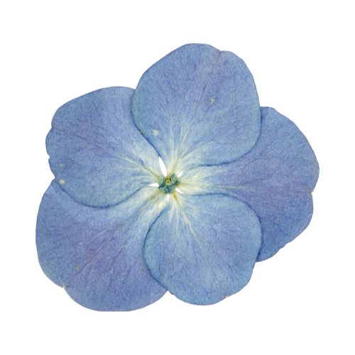 Pressed Flower Basics Guide