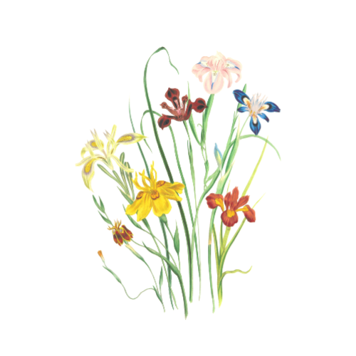 Flower Sourcing Notes